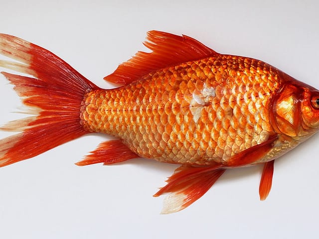 Fisch Immunsystem
